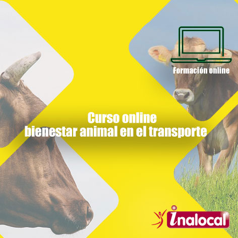 Curso online bienestar animal en el transporte