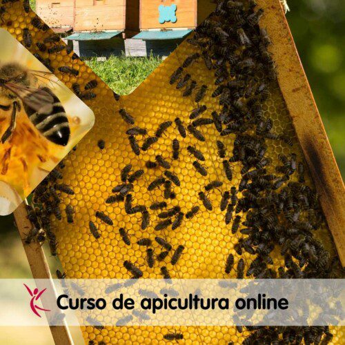 Curso de apicultura online
