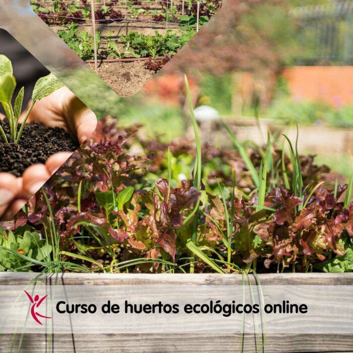 Curso de huertos ecológicos online