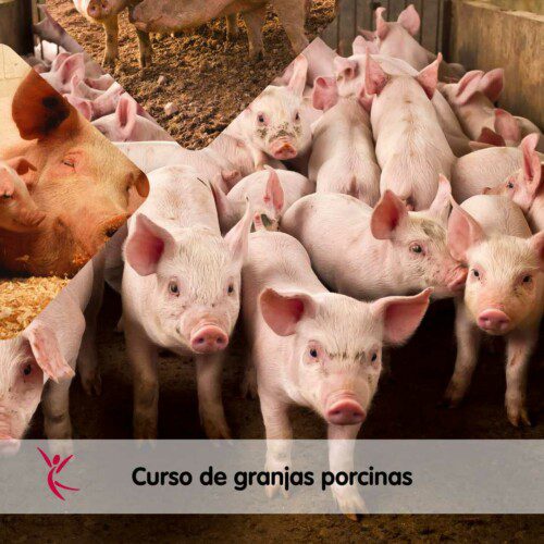 Curso granjas porcinas