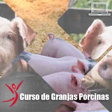 curso online en granjas porcinas