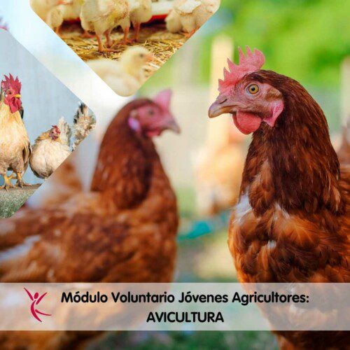 Módulo Voluntario Jóvenes Agricultores_ AVICULTURA