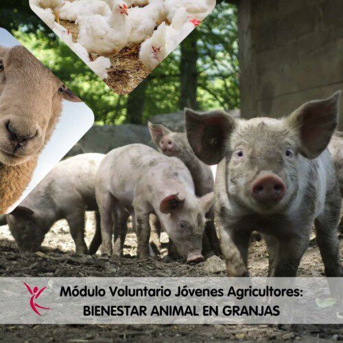 Módulo Voluntario Jóvenes Agricultores_ BIENESTAR ANIMAL EN GRANJAS