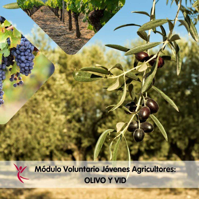 Módulo Voluntario Jóvenes Agricultores_ OLIVO Y VID