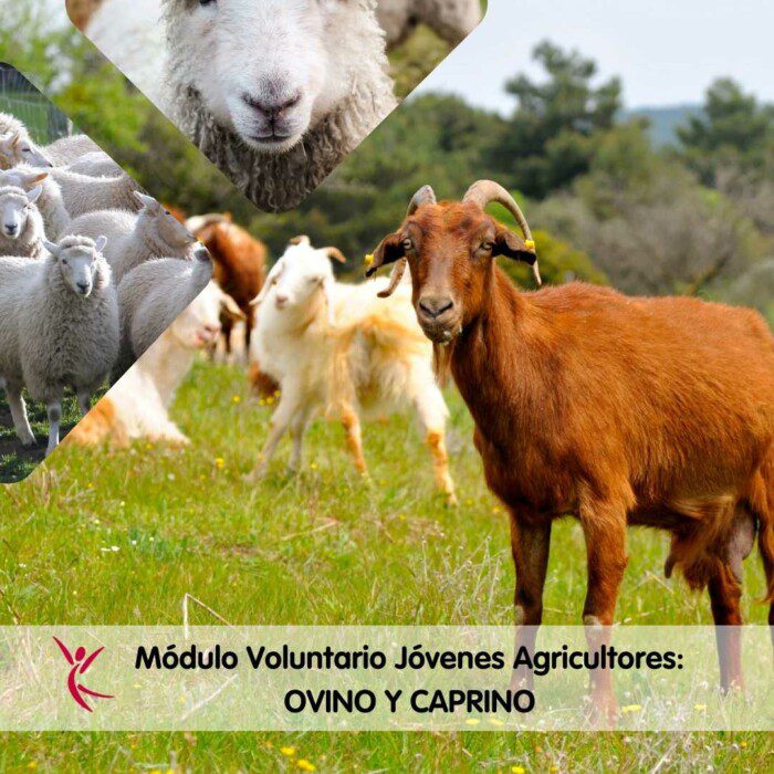 Módulo Voluntario Jóvenes Agricultores_ OVINO Y CAPRINO