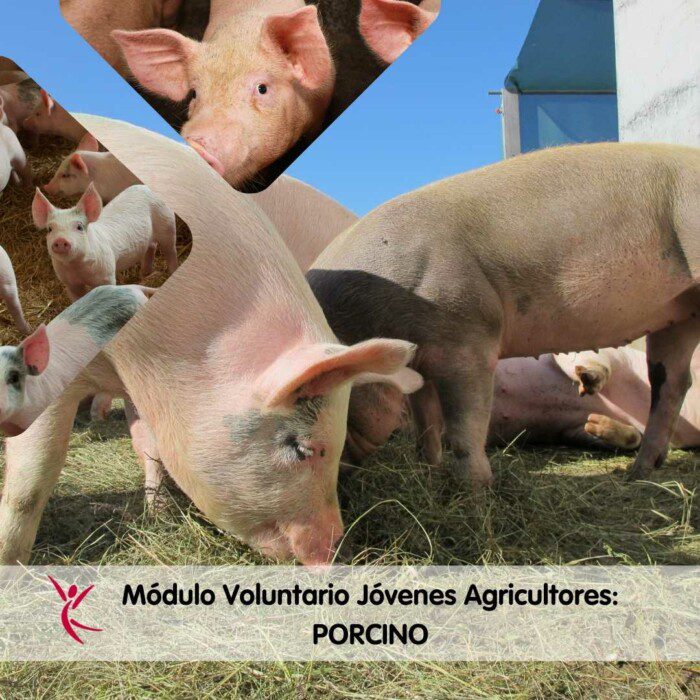 Módulo Voluntario Jóvenes Agricultores_ PORCINO