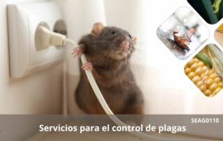 Servicio control plagas