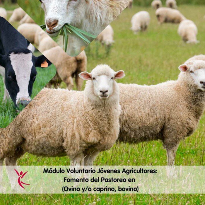 Módulo Voluntario Jóvenes Agricultores_ Fomento del Pastoreo en (Ovino y_o caprino, bovino)