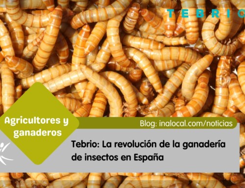 Tebrio: La revolución de la ganadería de insectos en España