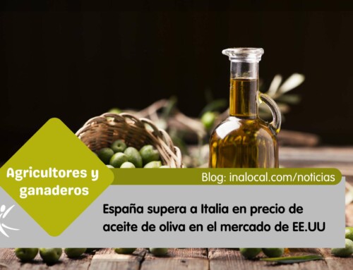 El aceite de oliva español supera al Italiano