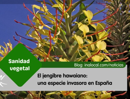 El jengibre hawaiano: una especie invasora en España