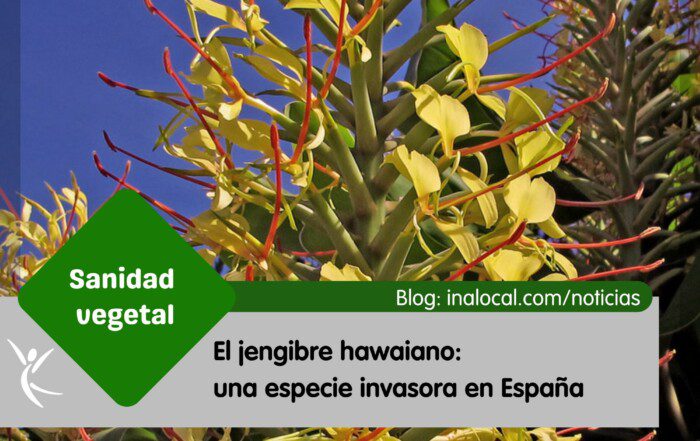 El jengibre hawaiano una especie invasora en España