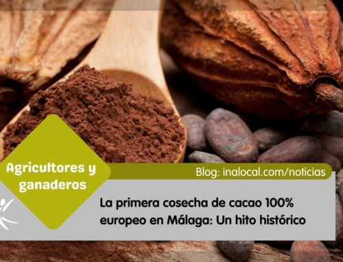 Primera cosecha de cacao 100% europeo en Málaga