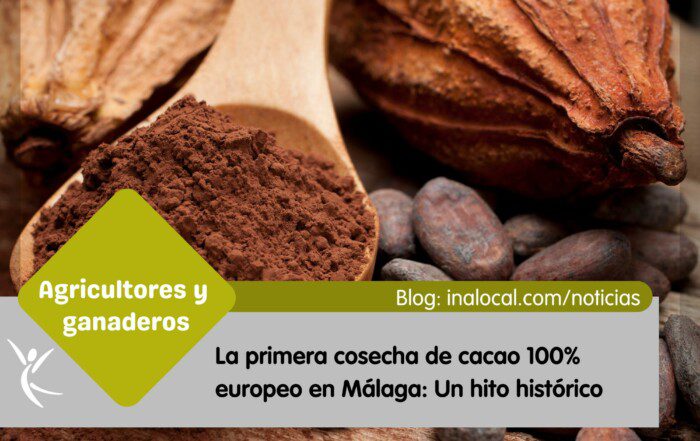 La primera cosecha de cacao 100% europeo en Málaga Un hito histórico