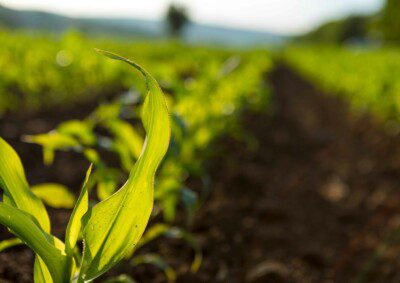 Noticias-BLOG Ayudas Castilla y León: incorporación y modernización agraria